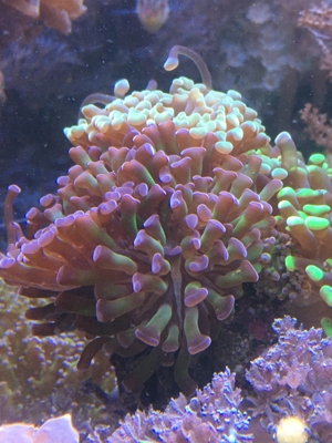 Korallen Ableger div. Meerwasser Aquarium Bild 6