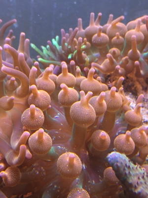 Korallen Ableger div. Meerwasser Aquarium Bild 5