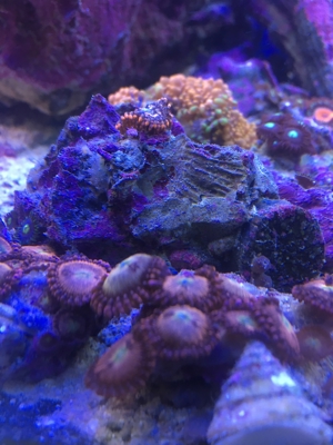 Korallen Ableger div. Meerwasser Aquarium Bild 9