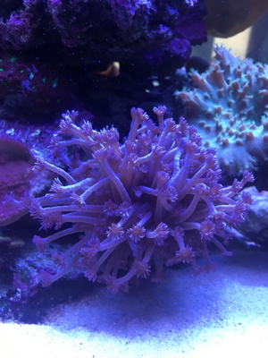 Korallen Ableger div. Meerwasser Aquarium Bild 13