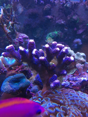 Korallen Ableger div. Meerwasser Aquarium Bild 16
