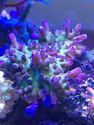 Korallen Ableger div. Meerwasser Aquarium Bild 2