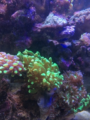 Korallen Ableger div. Meerwasser Aquarium Bild 8