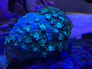 Korallen Ableger div. Meerwasser Aquarium Bild 12