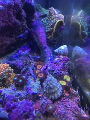 Korallen Ableger div. Meerwasser Aquarium Bild 10