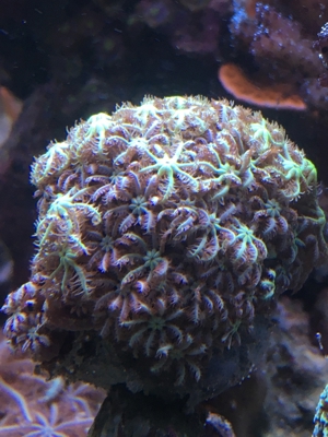 Korallen Ableger div. Meerwasser Aquarium Bild 3