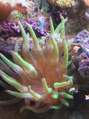 Korallen Ableger div. Meerwasser Aquarium Bild 4