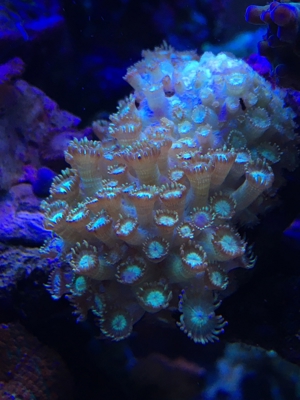 Korallen Ableger div. Meerwasser Aquarium Bild 11