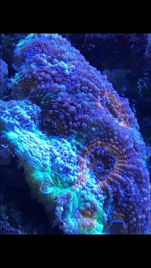 Korallen Ableger div. Meerwasser Aquarium Bild 17