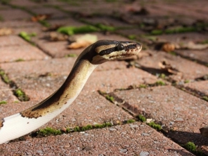 Notaufnahme von Reptilien, Schlangen, Königspython usw.