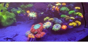 Korallen Nachzuchten Zoas Acropora Wilsonis Montipora Chalice Goniopora Bild 6