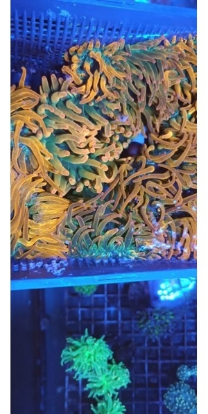 Korallen Nachzuchten Zoas Acropora Wilsonis Montipora Chalice Goniopora Bild 19