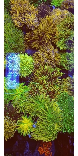 Korallen Nachzuchten Zoas Acropora Wilsonis Montipora Chalice Goniopora Bild 16