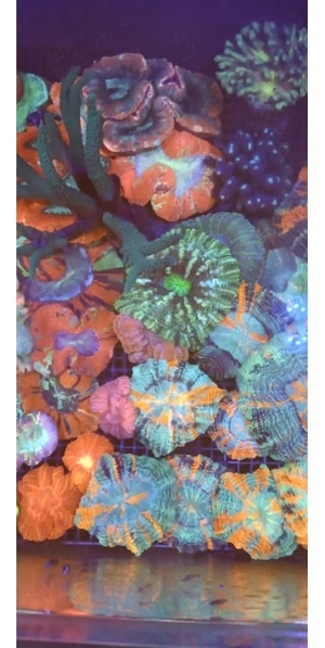 Korallen Nachzuchten Zoas Acropora Wilsonis Montipora Chalice Goniopora Bild 10