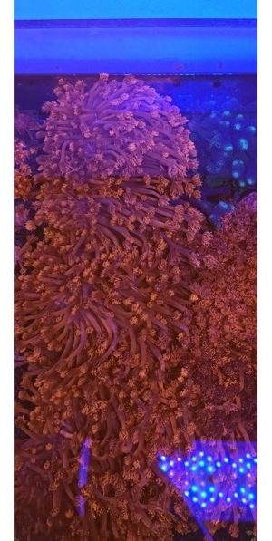 Korallen Nachzuchten Zoas Acropora Wilsonis Montipora Chalice Goniopora Bild 15