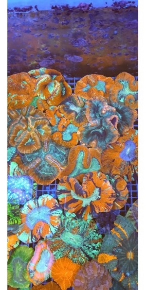 Korallen Nachzuchten Zoas Acropora Wilsonis Montipora Chalice Goniopora Bild 13