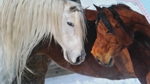 Schatzkästchen für kleine und große Pferdefreunde Bild 4