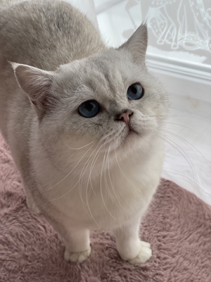 Britisch Kurzhaar BKH Deckkater Black Silver Shaded Point Bild 12