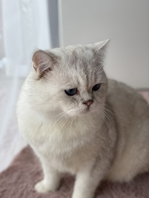 Britisch Kurzhaar BKH Deckkater Black Silver Shaded Point Bild 10