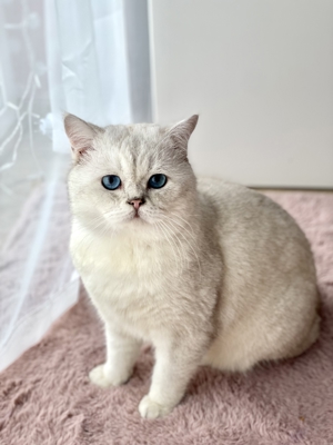 Britisch Kurzhaar BKH Deckkater Black Silver Shaded Point Bild 11