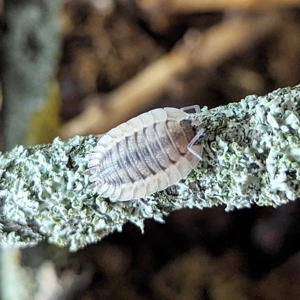 Porcellio spatulatus Asseln, Zierasseln