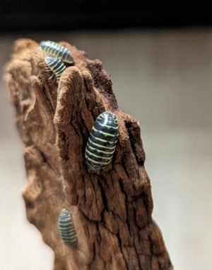 15 x Armadillidium maculatum yellow Asseln  Zebraasseln