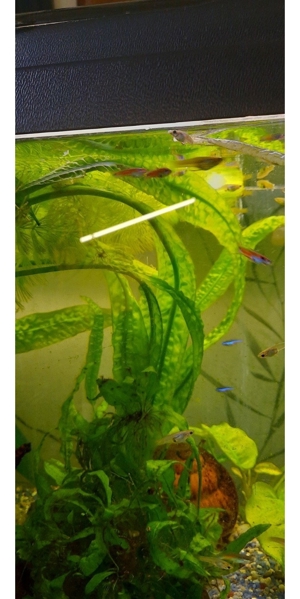 Aquarium Pflanzen Bild 1