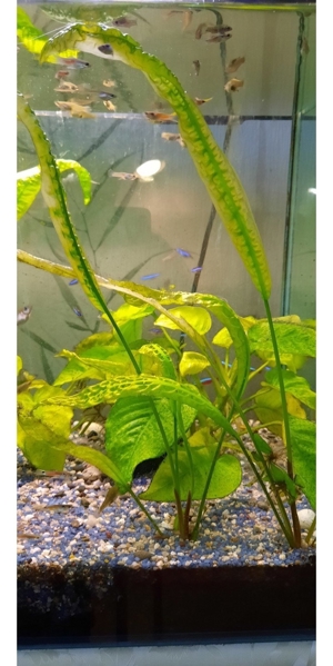 Aquarium Pflanzen Bild 2