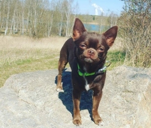 Wunderschöner Chihuahua Deckrüde Bild 5