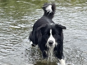 Deckrüde Border Collie Bild 7