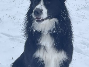 Deckrüde Border Collie Bild 8