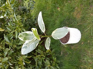 Gummibaum Ficus Zimmer Pflanze Fikus ca. 60 cm hoch Bild 4
