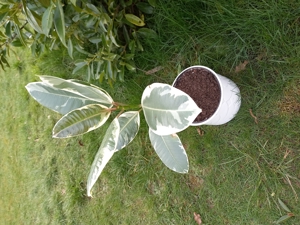 Gummibaum Ficus Zimmer Pflanze Fikus ca. 60 cm hoch Bild 5