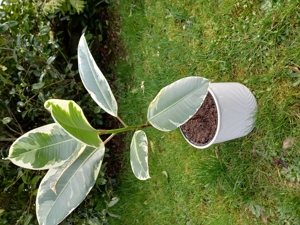 Gummibaum Ficus Zimmer Pflanze Fikus ca. 60 cm hoch Bild 2