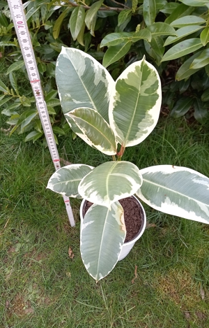 Gummibaum Ficus Zimmer Pflanze Fikus ca. 60 cm hoch Bild 1