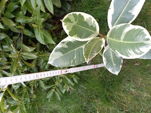 Gummibaum Ficus Zimmer Pflanze Fikus ca. 60 cm hoch Bild 3