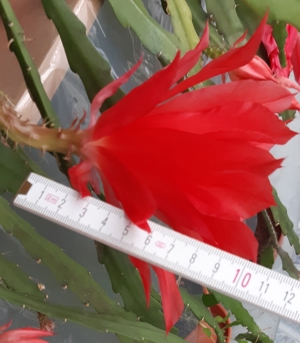 Kaktus Ableger Blattkaktus große rote Blumen Epiphyllum zu verkaufen. Steckling wird erst vor dem Bild 3
