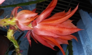 Kaktus Ableger Blattkaktus große rote Blumen Epiphyllum zu verkaufen. Steckling wird erst vor dem Bild 2