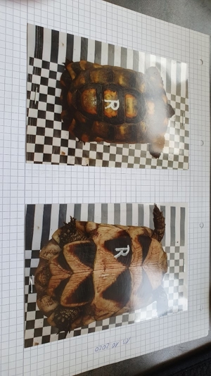 Breitrand Schildkröten Bild 6
