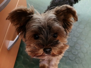 Deckrüde Yorkshire Terrier mini (kein Verkauf)