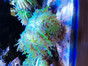 Korallen Bild 3