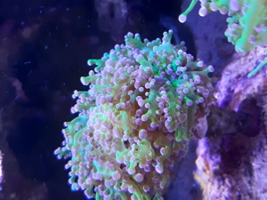 Korallen Bild 6