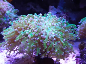 Korallen Bild 1