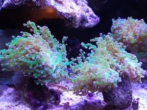 Korallen Bild 4