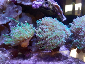 Korallen Bild 7