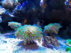 Korallen Bild 2