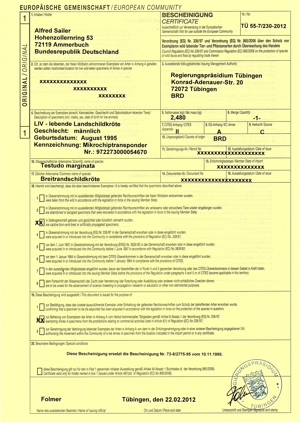 Adulte Breitrandschildkröten, Tm, abzugeben Bild 2