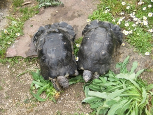 Adulte Breitrandschildkröten, Tm, abzugeben