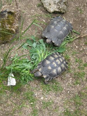 Breitrandschildkröten, Tm, abzugeben