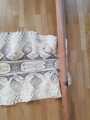 Haut einer grossen südamerikanischen Riesenschlange, 1936  1937 Bild 5